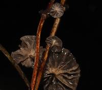 Marasmiellus subnigricans image