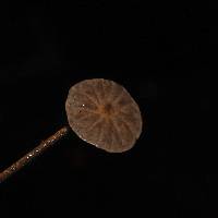 Marasmiellus subnigricans image