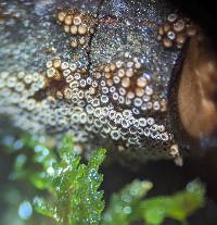 Merismodes fasciculata image