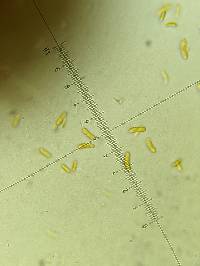 Merismodes fasciculata image