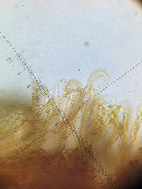 Merismodes fasciculata image