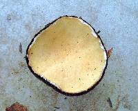 Wolfina aurantiopsis image