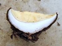 Wolfina aurantiopsis image