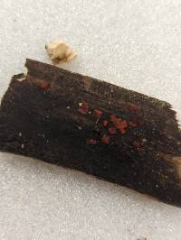 Tulasnella aurantiaca image