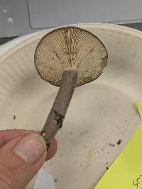 Lactarius mucidus var. mucidus image