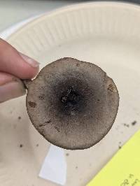 Lactarius mucidus var. mucidus image
