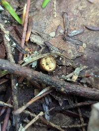 Crucibulum parvulum image