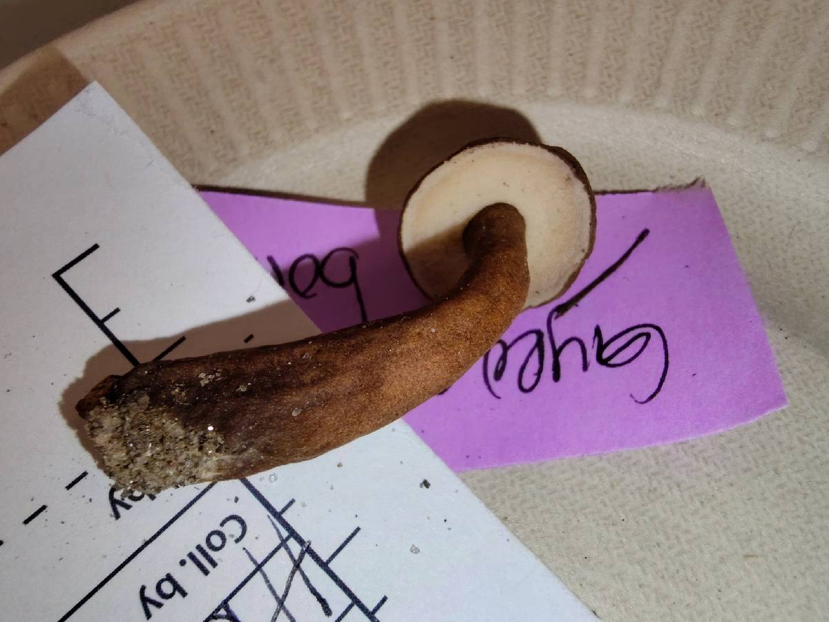 Gyroporus borealis image