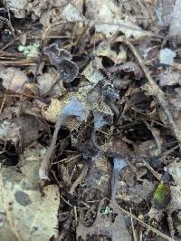 Pseudocraterellus calyculus image