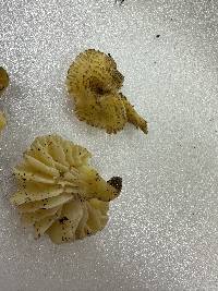 Hygrocybe caespitosa image