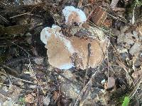 Pseudofistulina radicata image