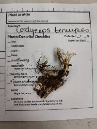 Cordyceps tenuipes image