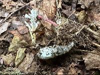 Cordyceps tenuipes image