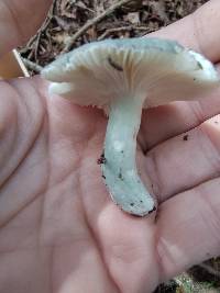 Russula redolens image