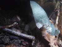 Russula redolens image