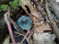 Russula redolens image
