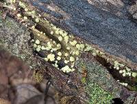 Trichoderma gelatinosum image