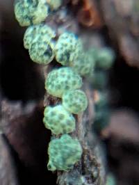 Trichoderma gelatinosum image