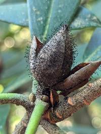 Seifertia azaleae image