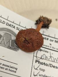 Cortinarius sect. Dermocybe image