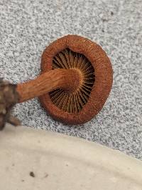 Cortinarius sect. Dermocybe image