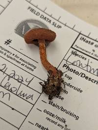 Cortinarius sect. Dermocybe image