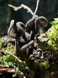 Helvella ephippium image