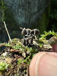 Helvella ephippium image