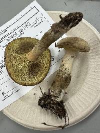 Imleria pallida image