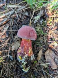 Lanmaoa pallidorosea image
