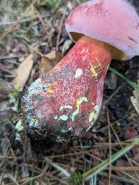 Lanmaoa pallidorosea image