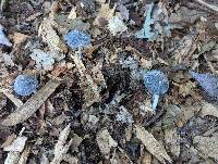 Coprinopsis jonesii image