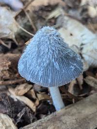 Coprinopsis jonesii image