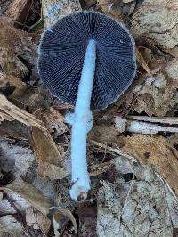 Coprinopsis jonesii image
