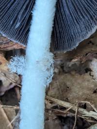 Coprinopsis jonesii image