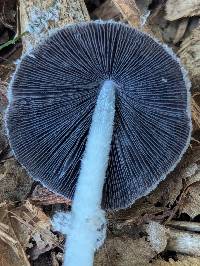 Coprinopsis jonesii image
