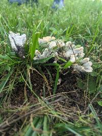 Xylaria mali image