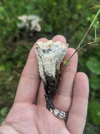 Xylaria mali image