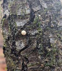 Bryoperdon acuminatum image