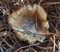 Hygrophorus siccipes image