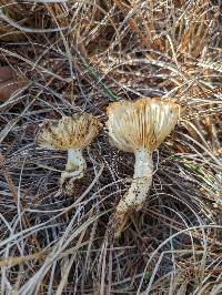 Hygrophorus siccipes image