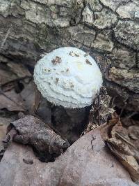 Amanita hesleri image