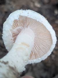 Amanita hesleri image