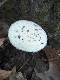 Amanita hesleri image