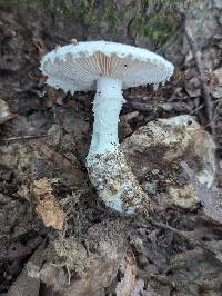 Amanita hesleri image