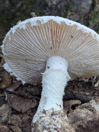 Amanita hesleri image