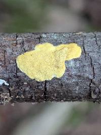 Trichoderma sulphureum image