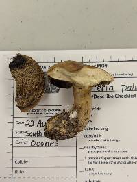 Imleria pallida image