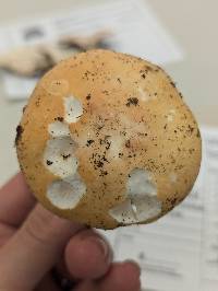 Image of Russula abbotensis