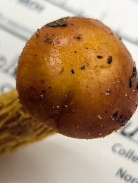 Aureoboletus betula image